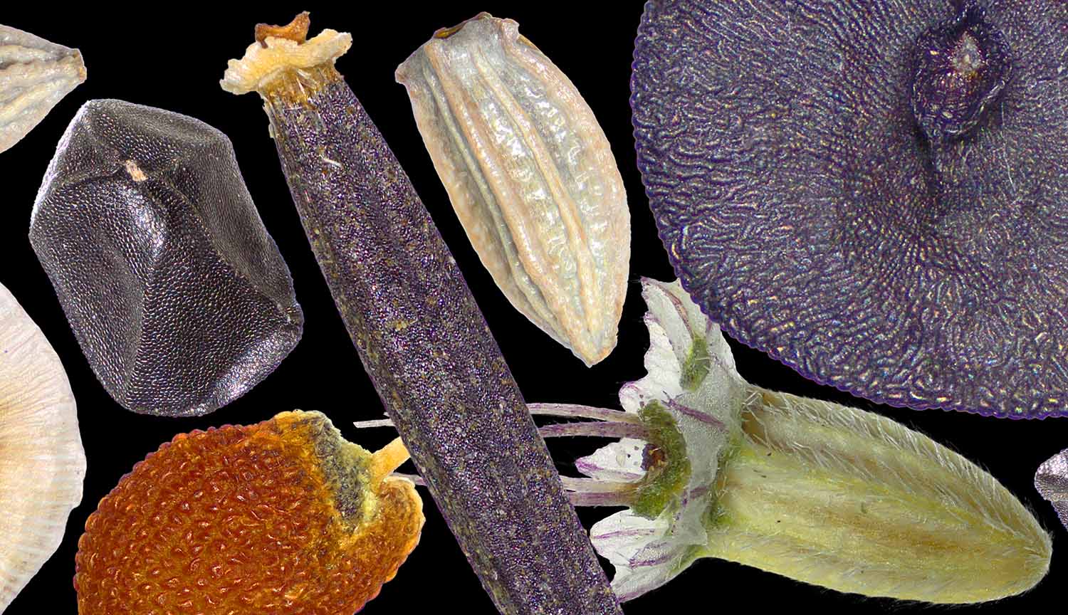 Collage de diferentes tipos de semillas silvestres, de tamaño y forma variados.