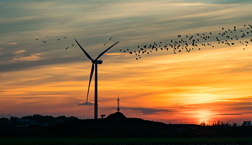 Fotografía de un aerogenerador al atardecer, con una corriente de pájaros volando junto a él. 