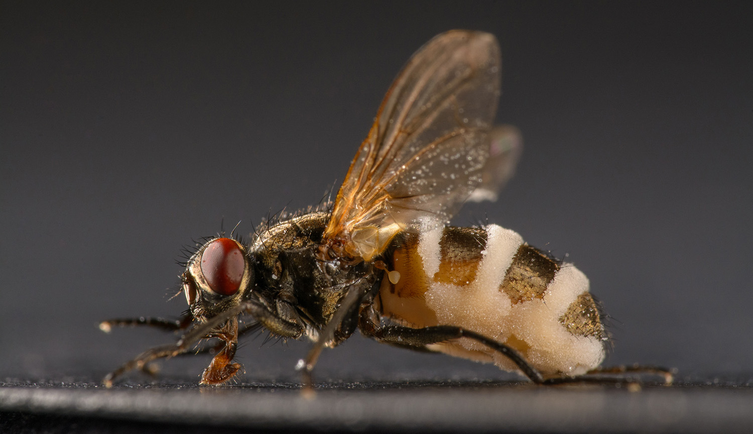 Fotografía de una mosca doméstica muerta infectada por Entomophthora muscae con las alas elevadas y aspecto rayado en blanco y negro en el abdomen. Tiene ojos oscuros de color rojo rubí y está colocada sobre una superficie plana y fotografiada sobre un fondo oscuro.